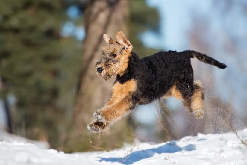 Airedale Terrier Welpe spielt im Schnee