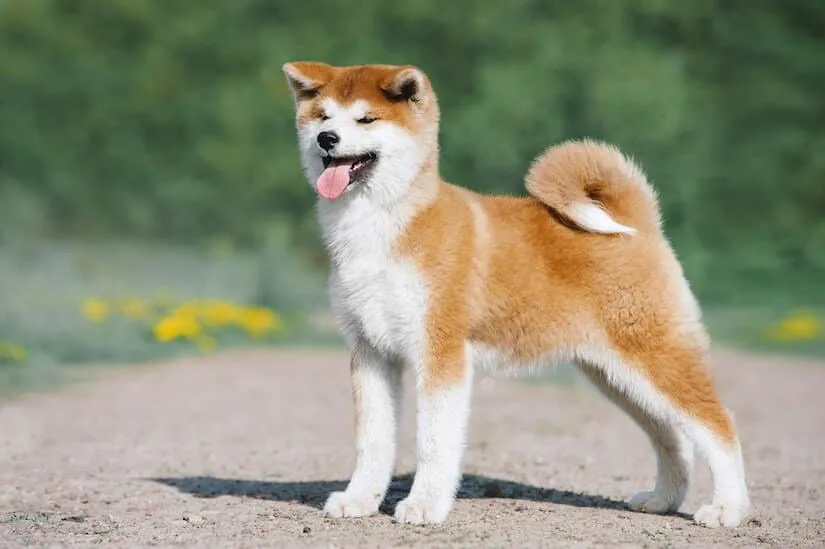 Akita Welpe