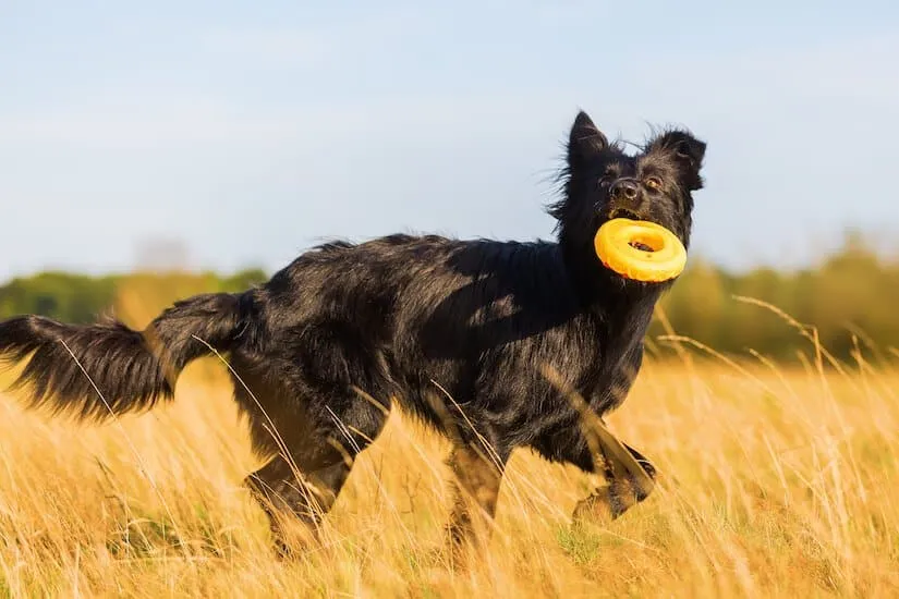 Altdeutscher Hütehund Welpe beim Spielen