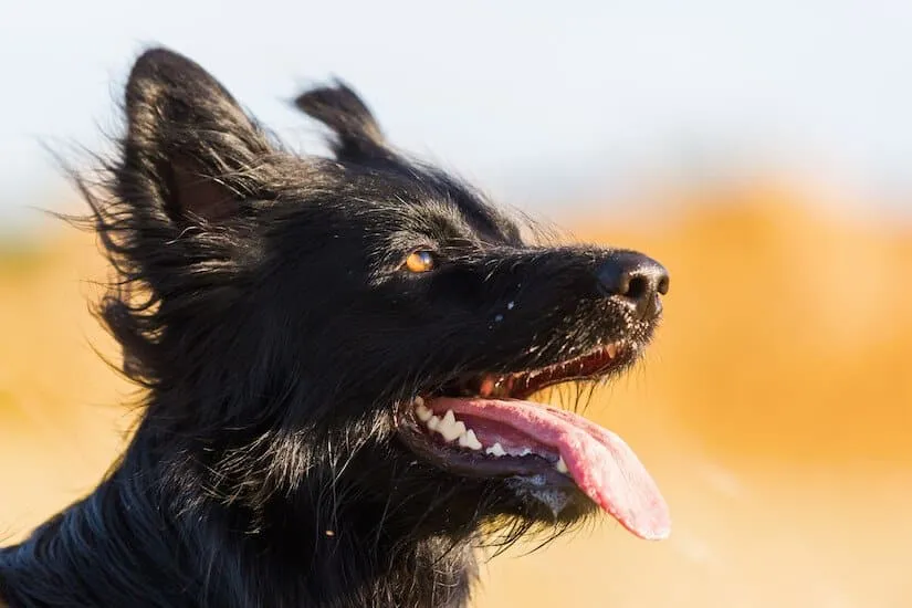 Altdeutscher Hütehund im Portrait