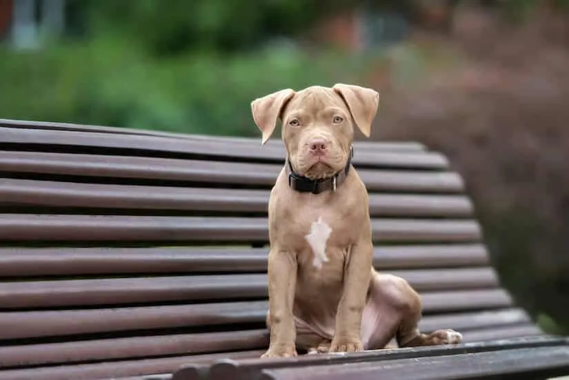 American Pitbull Terrier Welpen
