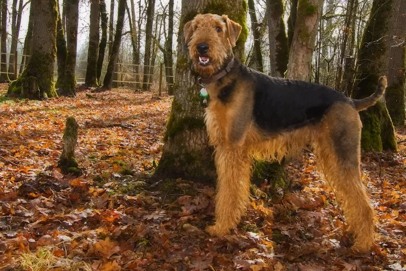 Ausgewachsener Airedale Terrier im Wald