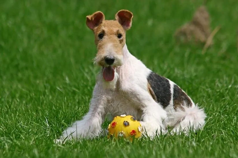 Ausgewachsener Drahthaar-Foxterrier mit Ball