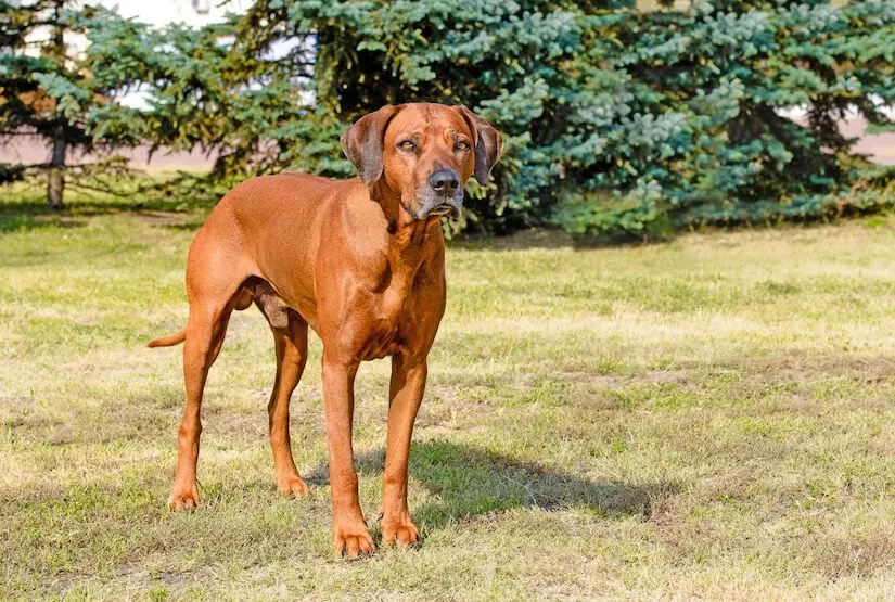Ausgewachsener Rhodesian Ridgeback auf dem Rasen