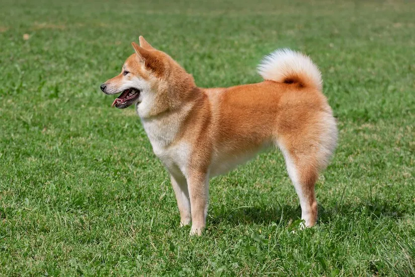 Ausgewachsener Shiba Inu auf dem Rasen