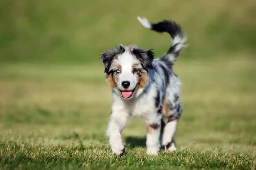 Australian Shepherd Welpen
