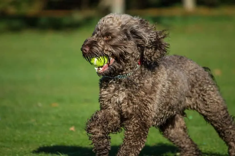 Brauner Cockapoo beim Spielen