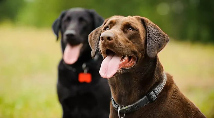 Brauner Labrador Retriever und schwarzer Labrador Retriever