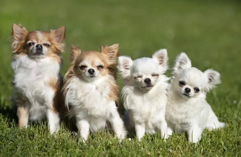 Chihuahua Welpen mit Eltern