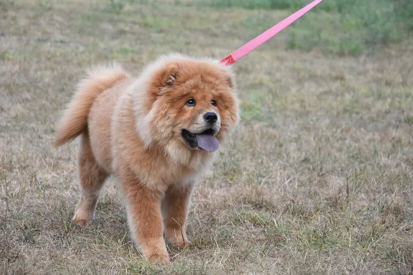 Chow Chow Welpe an der Leine auf dem Rasen