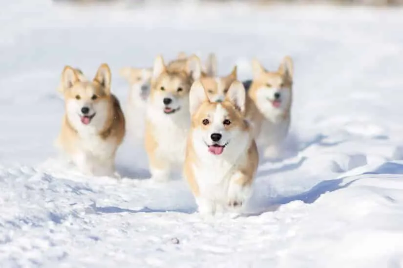 Corgi Junghunde im Schnee