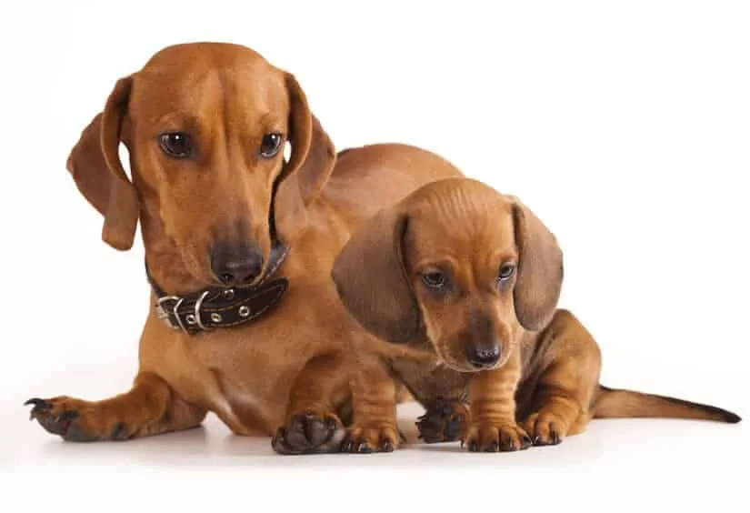 Dachshund Dackel Welpe mit Mutter