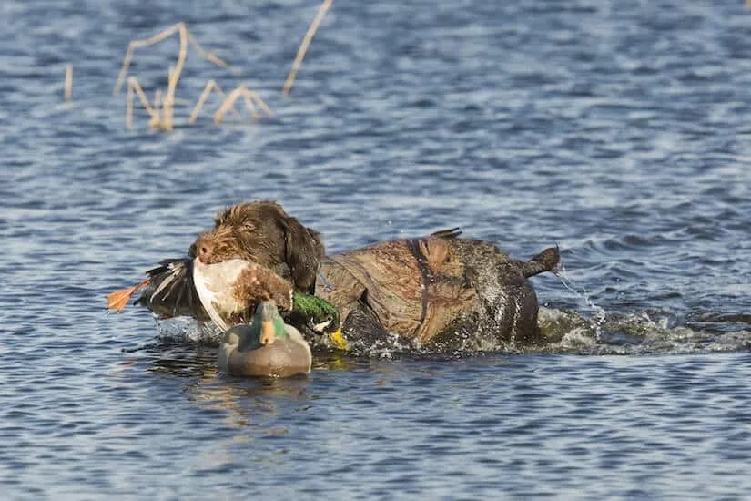Deutsch Drahthaar Jagdhund mit Ente im Maul