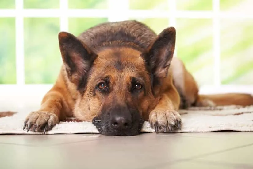 Deutscher Schäferhund auf dem Teppich