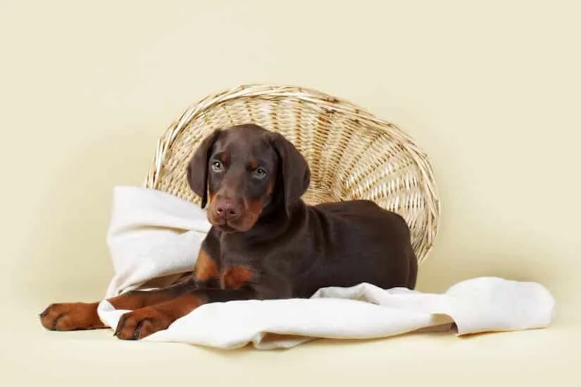 Dobermann Welpen