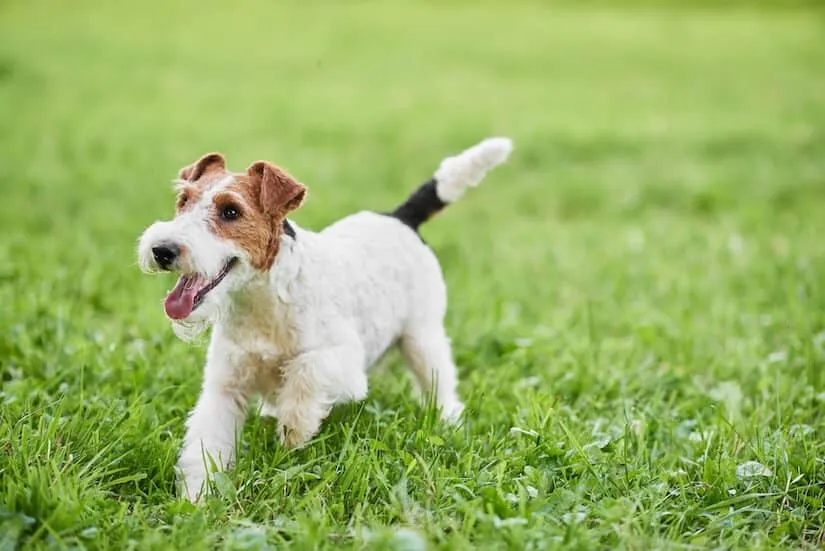 Drahthaar-Foxterrier Welpe auf dem Rasen