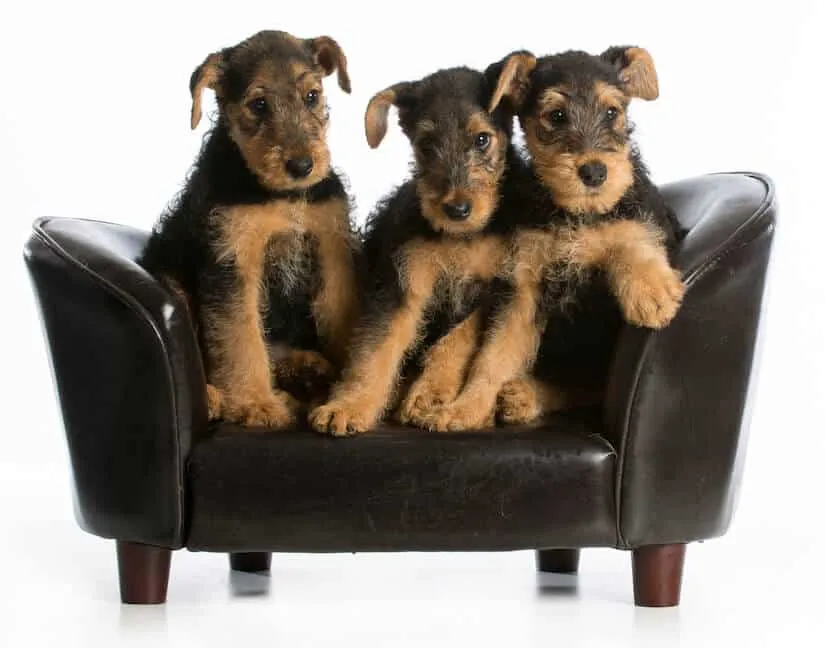 Airedale Terrier Welpen