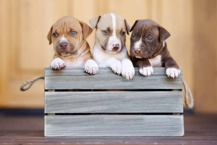 Drei American Pitbull Welpen in einer Holzkiste