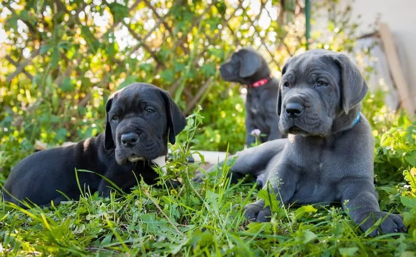 Drei Deutsche Dogge Welpen