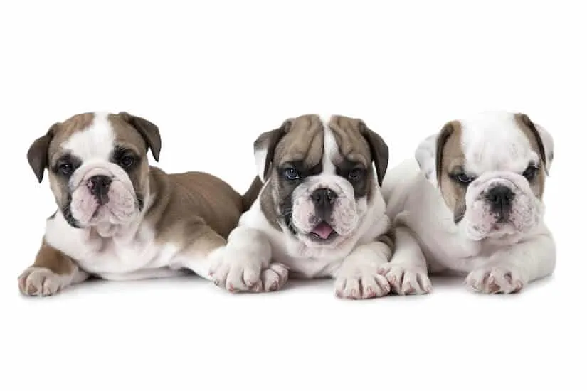 Drei kleine Old English Bulldog Welpen