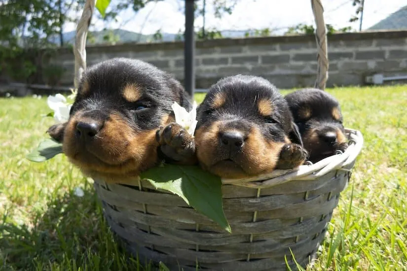 Drei kleine Rottweiler Welpen in einem Körbchen