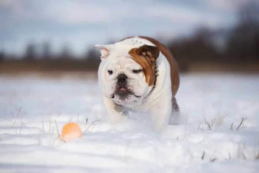 Englische Bulldogge spielt im Schnee