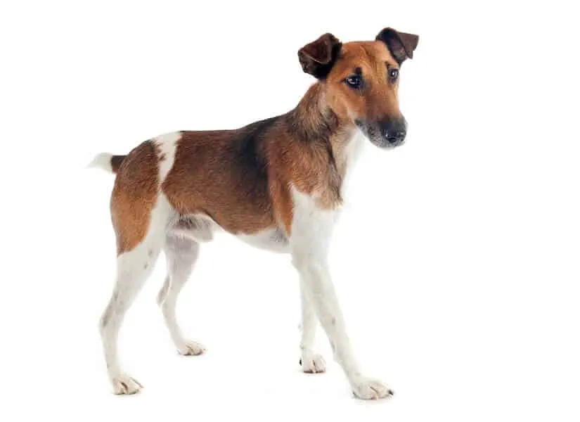 Foxterrier Glatthaar Junghund