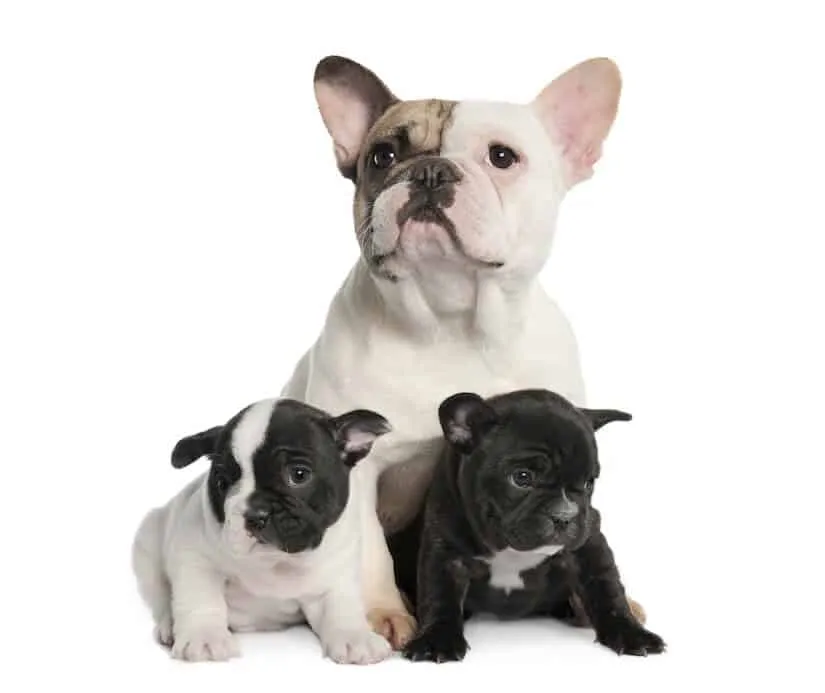 Französische Bulldoggen Welpen