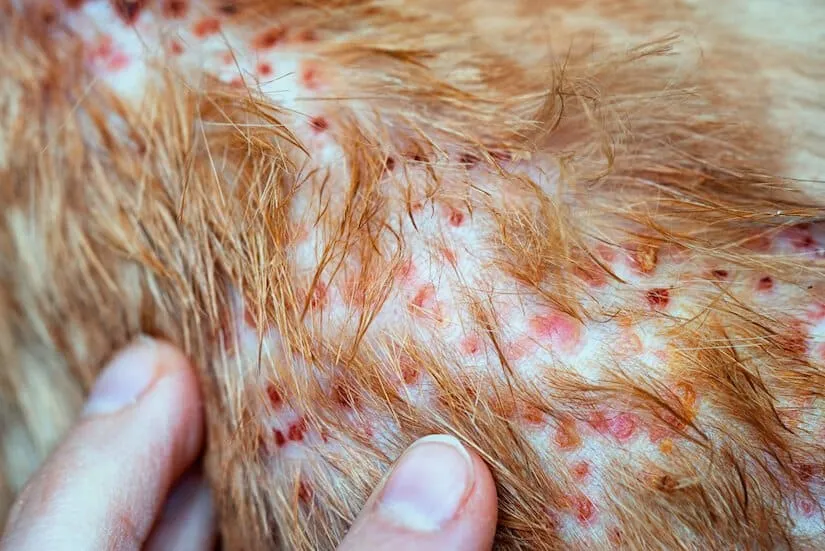 Futtermittelallergie beim Hund Haarausfall und rote Flecken