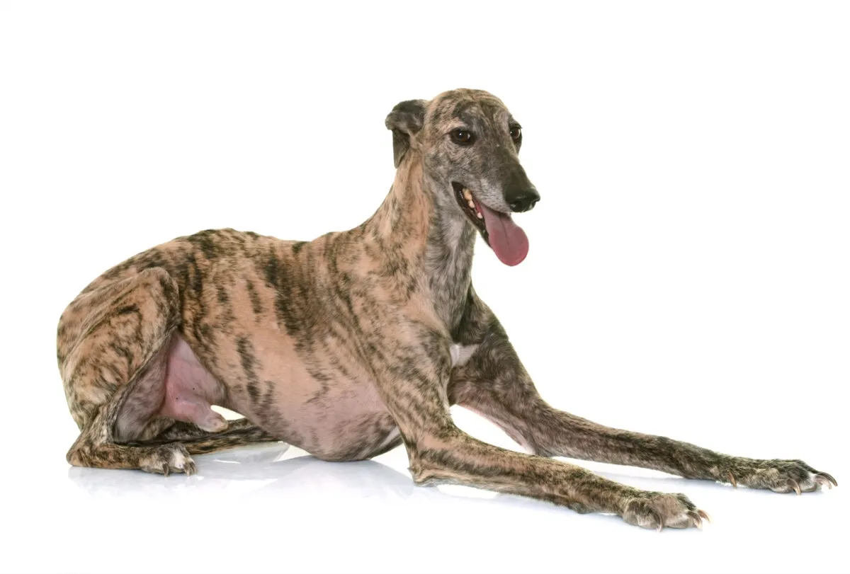 Gestromter Galgo Español liegt vor weißem Hintergrund