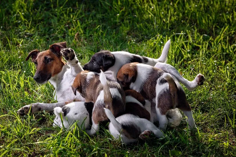 Glatthaar-Foxterrier Mutter mit ihren Welpen