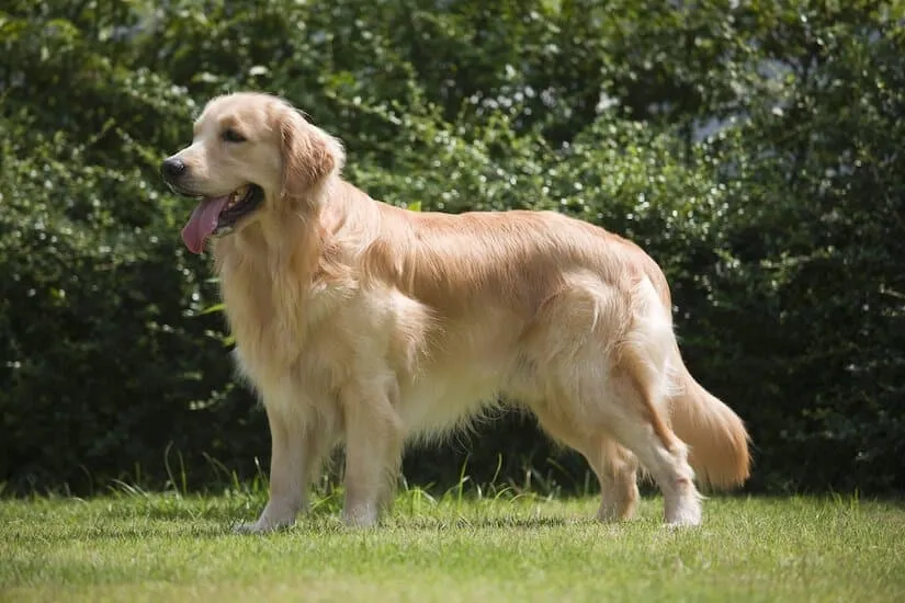 Golden Retriever ausgewachsen im Garten