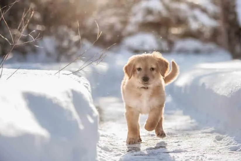 Goldener Hovawart Welpe im Schnee