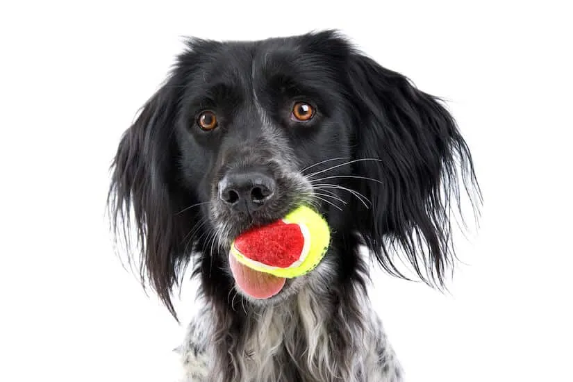 Großer Münsterländer Welpe mit einem Ball im Maul