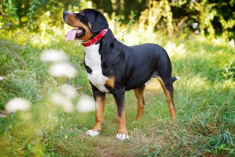 Großer Schweizer Sennenhund Welpe mit rotem Halsband
