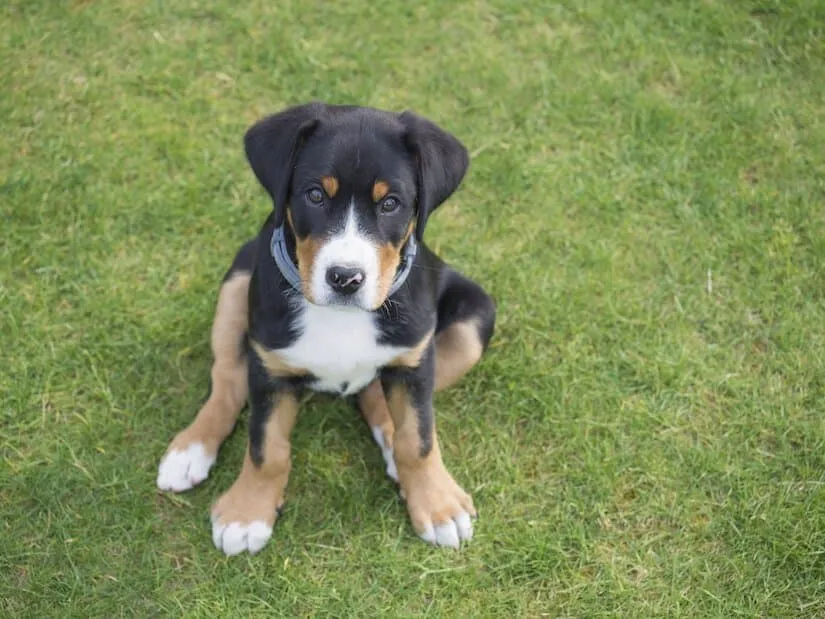 Großer Schweizer Sennenhund Welpe sitzt auf dem Rasen