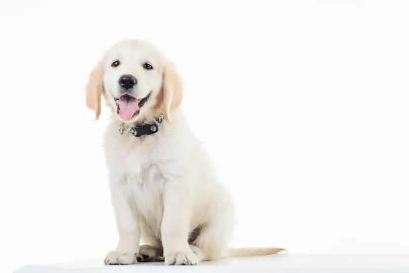 Heller Labrador Retriever Welpe