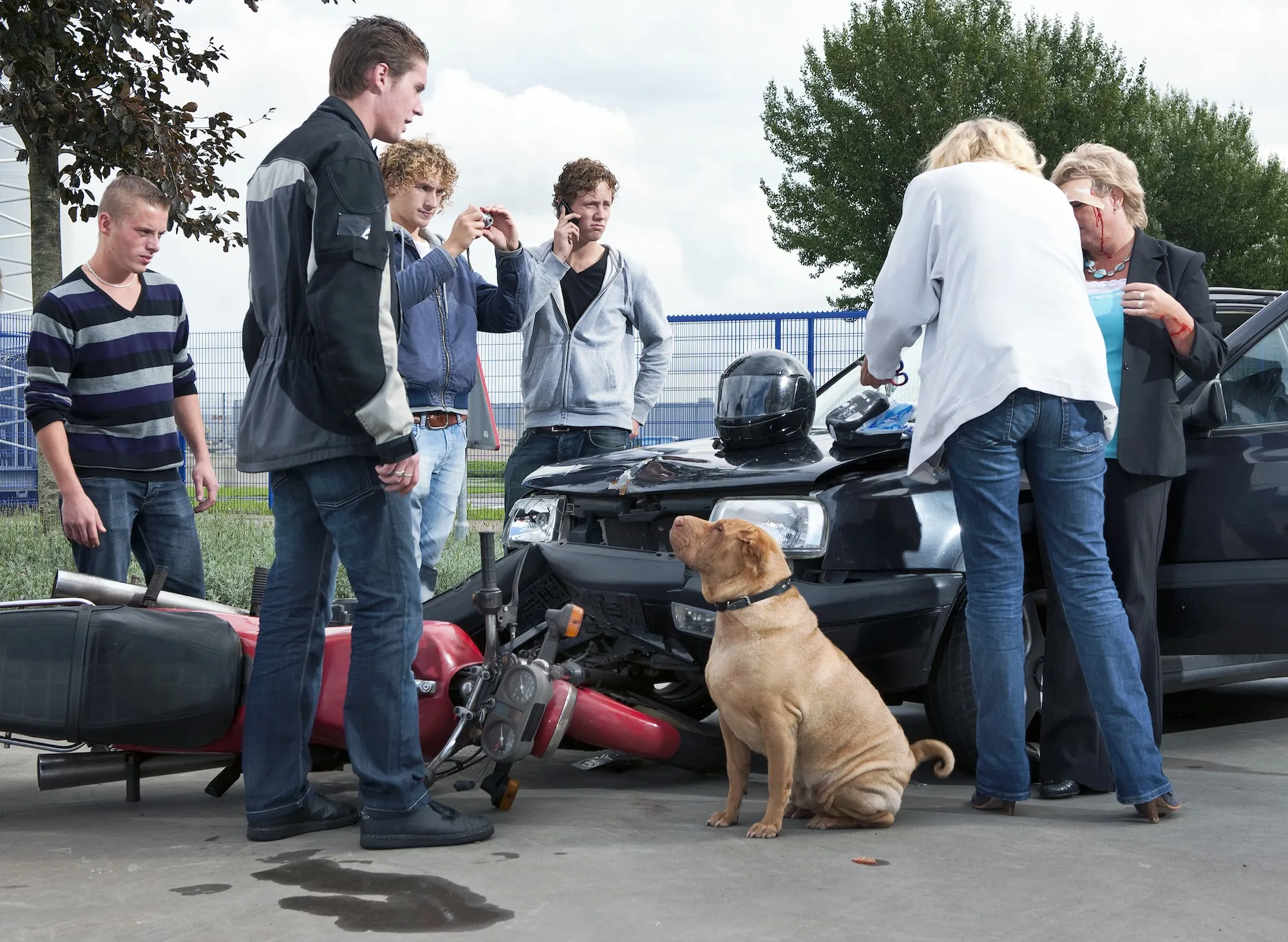 Hund verursacht einen Verkehrsunfall