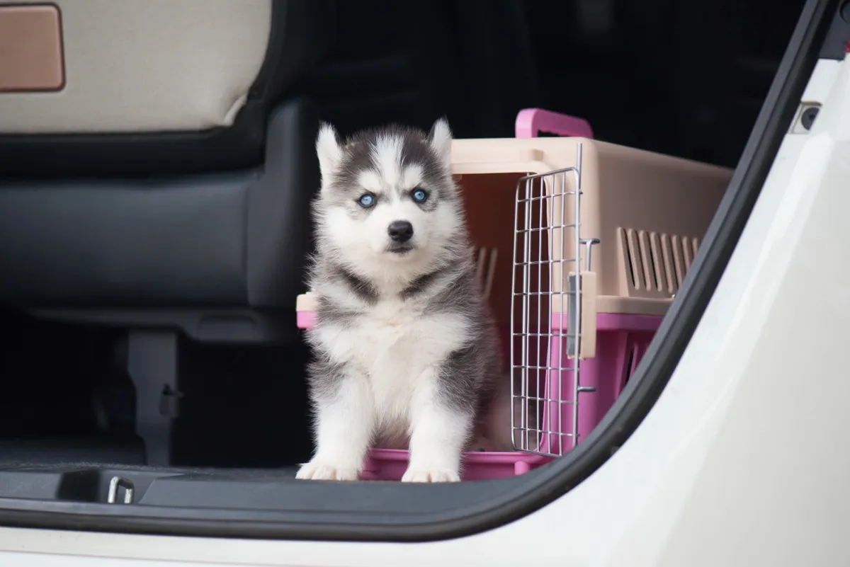 Husky-Welpe sitzt im Kofferraum neben einer geöffneten Transportbox