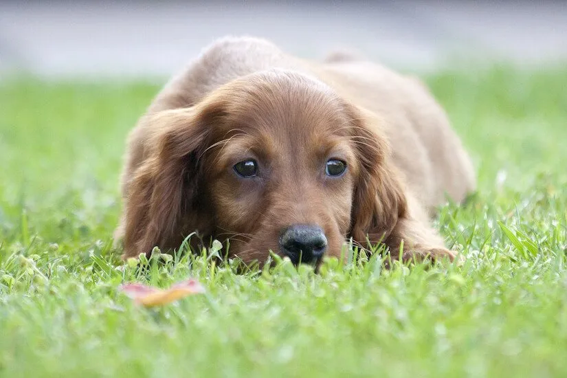 Irish Red Setter Welpen