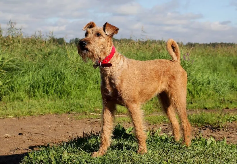 Irish Terrier Junghund beim Spaziergang auf dem Feld