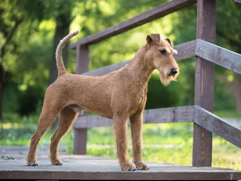 Irish Terrier auf einer Brücke