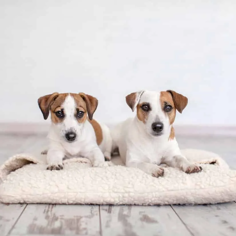Jack Russell Terrier Welpen