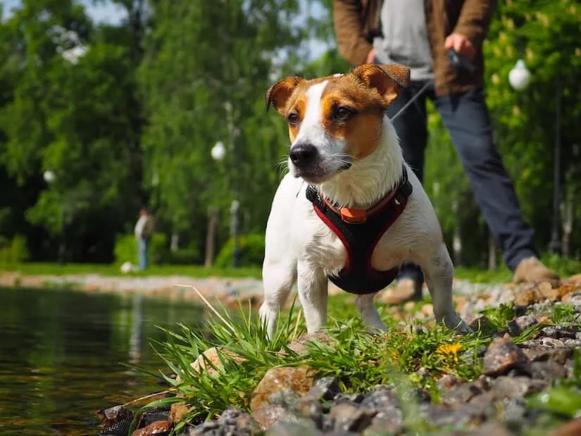 Jack Russel Terrier mit Geschirr und Leine am See