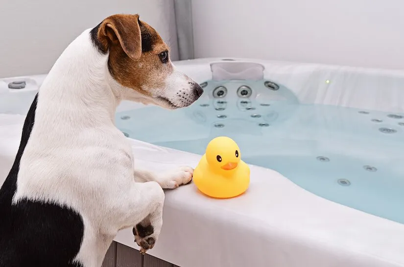 Jack Russel Welpe wartet vor der Badewanne auf sein Bad