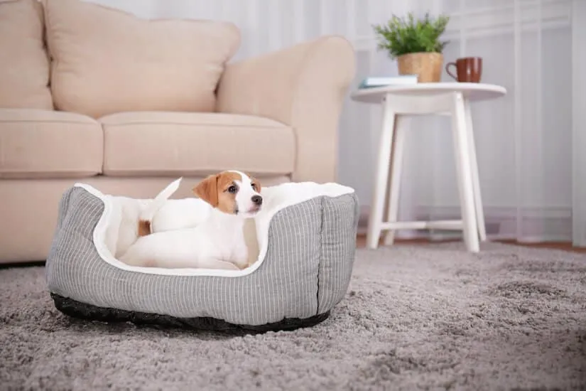 Das neue Zuhause hundegerecht gestalten