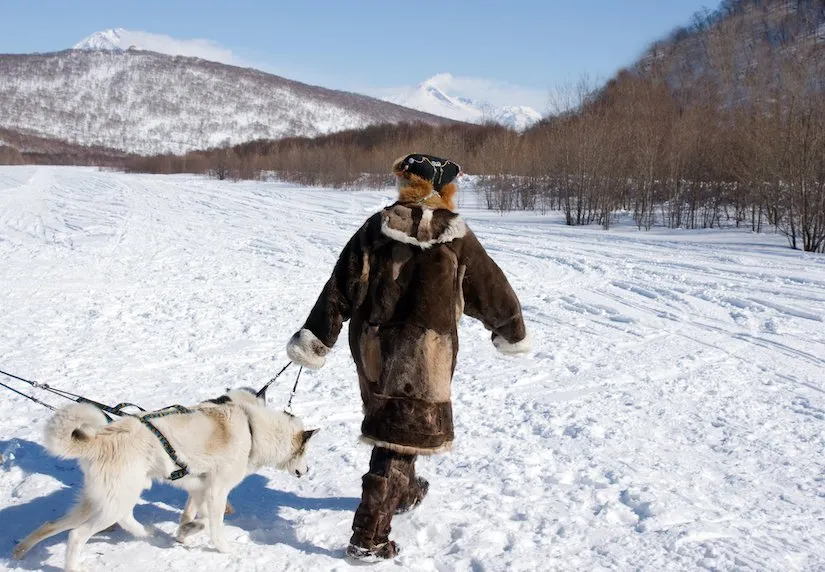 Kanadischer Eskimohund im Winter vor einem Schlitten