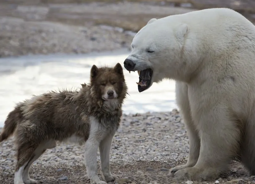 Kanadischer Eskimohund und Eisbär