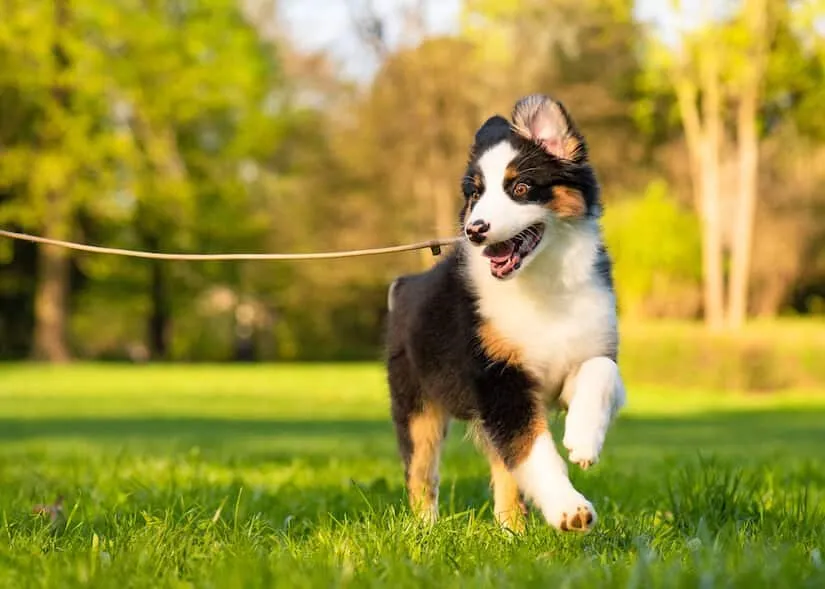 Kleiner Aussie Australian Shepherd Welpe beim Spielen