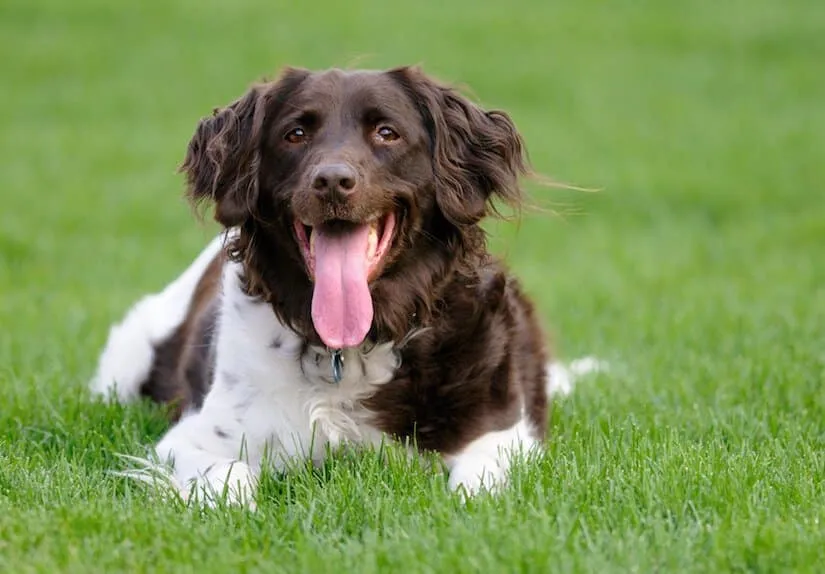 Kleiner Münsterländer Welpen